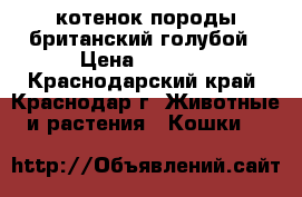 котенок породы британский голубой › Цена ­ 3 000 - Краснодарский край, Краснодар г. Животные и растения » Кошки   